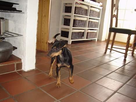 Engelsk toy terrier Rio - her kommer jeg billede 7