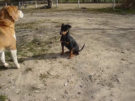 Engelsk toy terrier Rio - lille rio og onkel sofus... billede 9