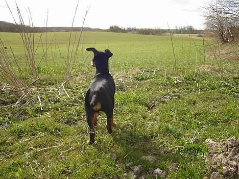 Engelsk toy terrier Rio - wow... grønt billede 10