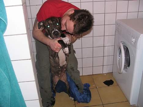 Amerikansk staffordshire terrier Tigra - I bad med far... billede 11