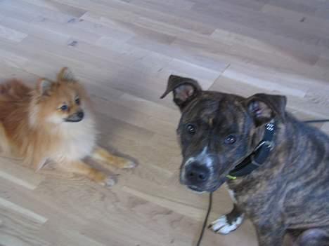 Amerikansk staffordshire terrier Tigra billede 12