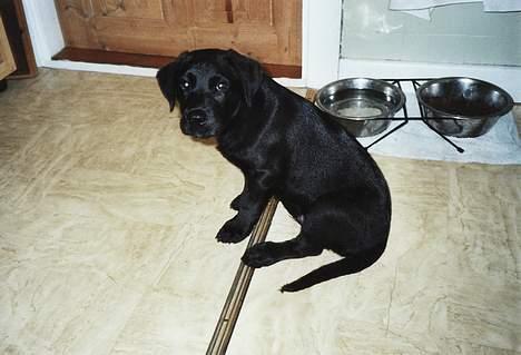 Labrador retriever Tjalfe - Tjalfe den dag vi fik ham hjem billede 9