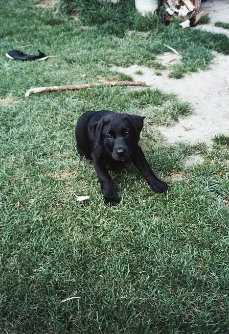 Labrador retriever Tjalfe - Er jeg ikke dejlig :o) billede 10