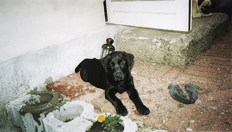 Labrador retriever Tjalfe billede 11