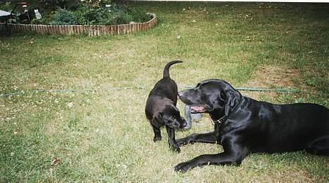 Labrador retriever Tjalfe - Tjalfe tror han kan vinde over storebror Axel billede 12