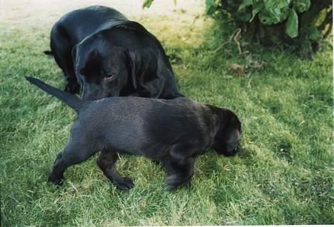 Labrador retriever Tjalfe billede 13