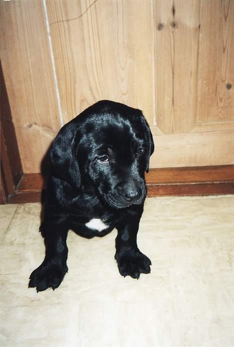 Blanding af racer Axel - Axel den dag vi fik ham hjem billede 10