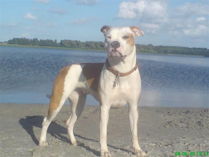 Amerikansk bulldog Kettners Ea´s Bella - På vagt... billede 15