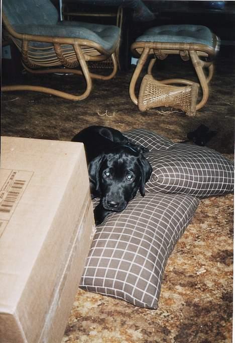 Blanding af racer Axel - er det et hunde hus... billede 11