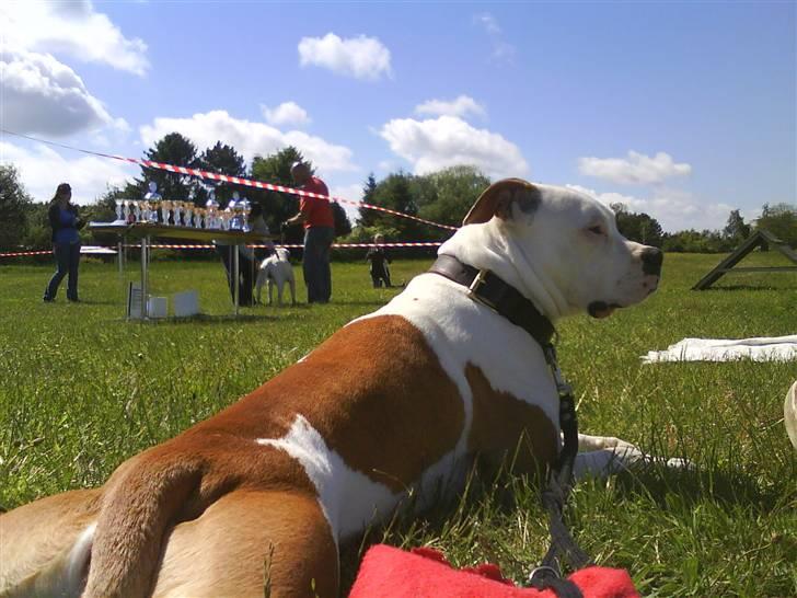 Amerikansk bulldog Kettners Ea´s Bella - American bulldog show nykøbing sj spring 09 billede 16