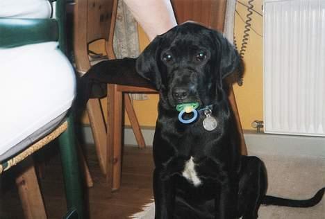 Blanding af racer Axel - Man har vel lov at være baby... billede 12