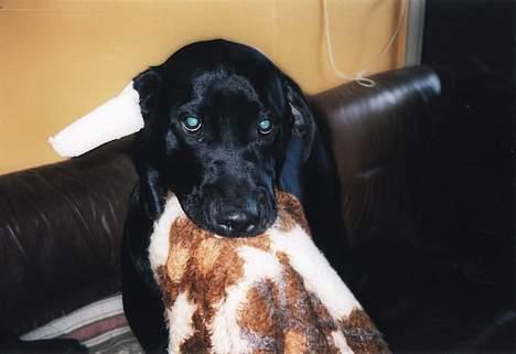 Blanding af racer Axel - Av Av har fået fjernet en knude i øret billede 13