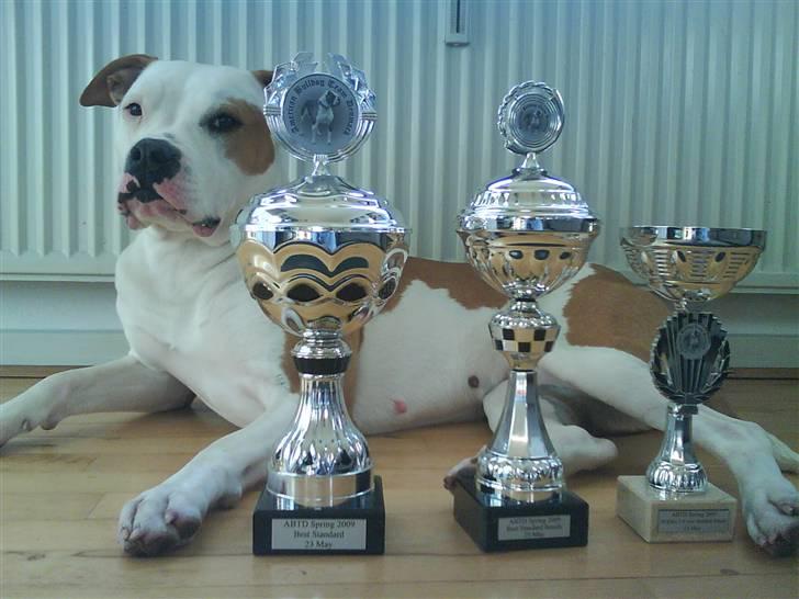 Amerikansk bulldog Kettners Ea´s Bella - 1st place 2-4 year standard Female-Best standard Female og Best standard billede 17