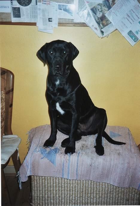 Blanding af racer Axel - Man kan da ikke sidde på gulvet billede 14