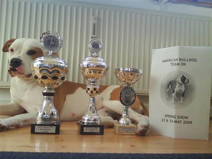 Amerikansk bulldog Kettners Ea´s Bella - 1st place 2-4 year standard Female-Best standard Female og Best standard billede 18