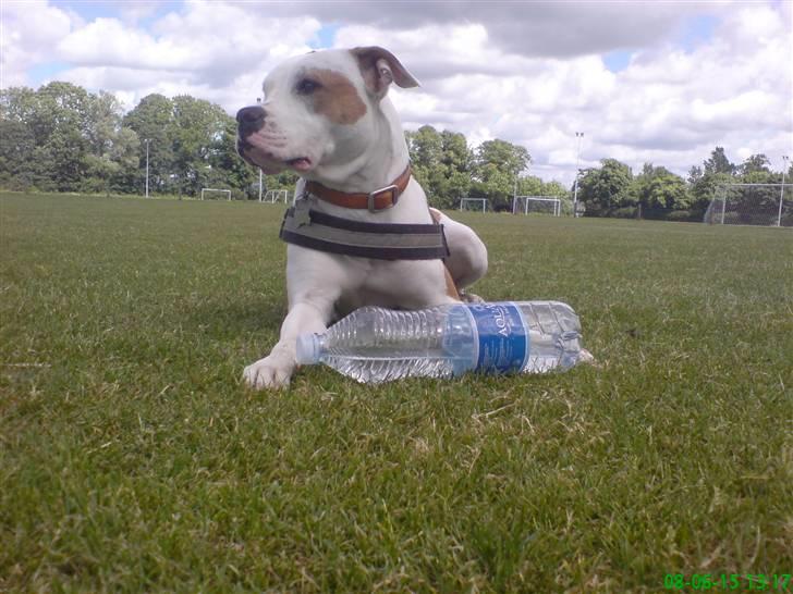 Amerikansk bulldog Kettners Ea´s Bella - Hårdt af være model ;o) billede 19