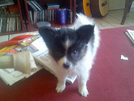 Papillon Patricia Petrine - Petrine som hvalp. billede 1