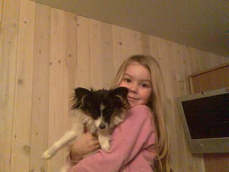 Papillon Patricia Petrine - Petrine og min lille veninde er gode venner billede 2