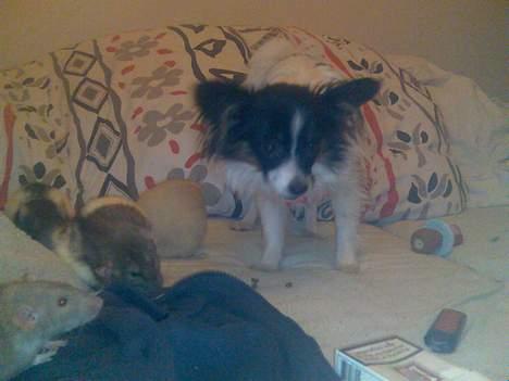 Papillon Patricia Petrine - Når rotterne er ude, passer Petrine på at de ikke løber væk - og hun er så forsigtig billede 3