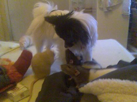 Papillon Patricia Petrine - Ihh, er der nogen der skal nusses?? billede 4