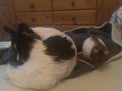 Papillon Patricia Petrine - Petrine og min gamle rotte Gucci tager en lur i dukkesengen fra IKEA billede 5