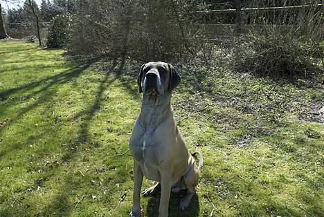 Grand danois Theis (død) billede 2