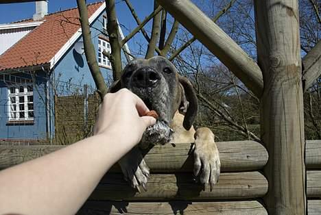 Grand danois Theis (død) - Jeg elsker godbidder! billede 3