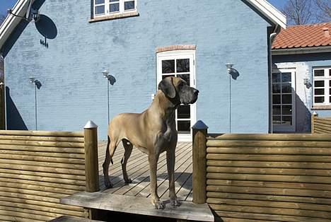 Grand danois Theis (død) - Her bestemmer jeg, =) billede 4