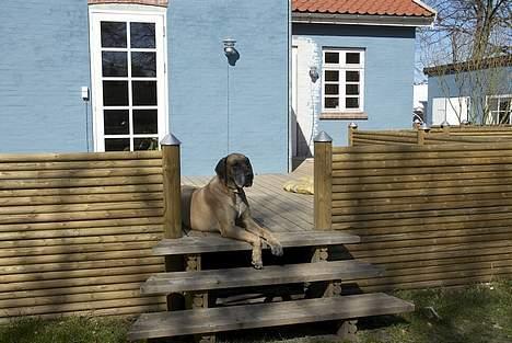 Grand danois Theis (død) billede 6