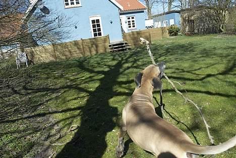 Grand danois Theis (død) - Skal vi lege? hehe billede 7