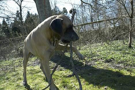 Grand danois Theis (død) billede 8