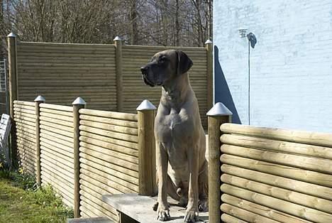 Grand danois Theis (død) billede 9