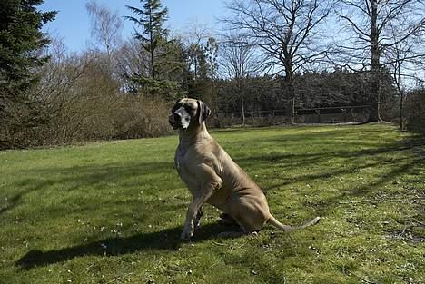 Grand danois Theis (død) billede 10