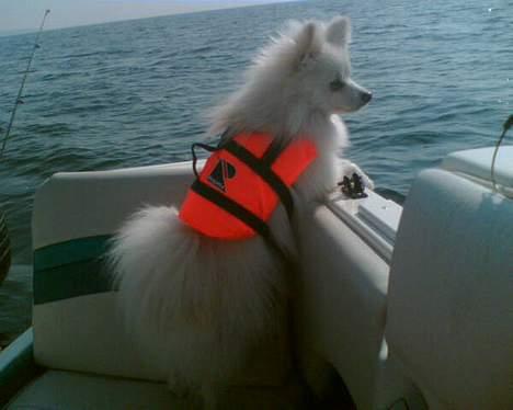 Blanding af racer Krumme - Krumme på sin første tur på havet nogensinde. Marts 07 billede 14