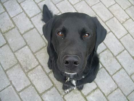 Labrador retriever Lucas - pæn, pænere og pænest billede 5