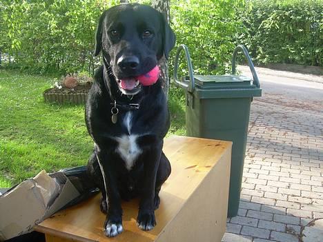 Labrador retriever Lucas - er det ikke en fin boldt? <33  billede 6