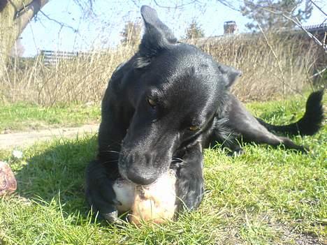 Blanding af racer Tøsen - Tøsen når hun nyder tiden i haven ;) billede 1