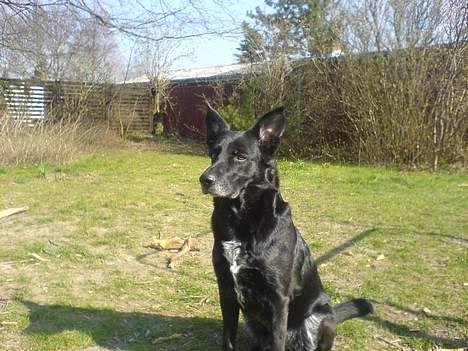 Blanding af racer Tøsen billede 2