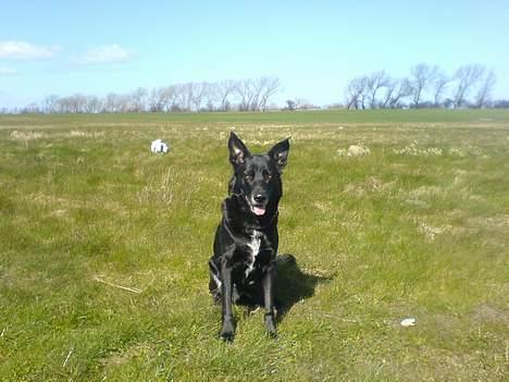 Blanding af racer Tøsen - En lille løbetur på marken :D billede 3