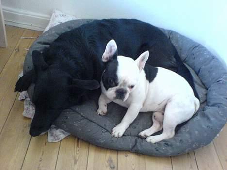 Blanding af racer Tøsen - En lille lur i kurven med Gizmo :D billede 4