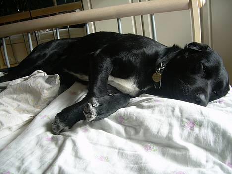 Labrador retriever Lucas - zzz billede 7