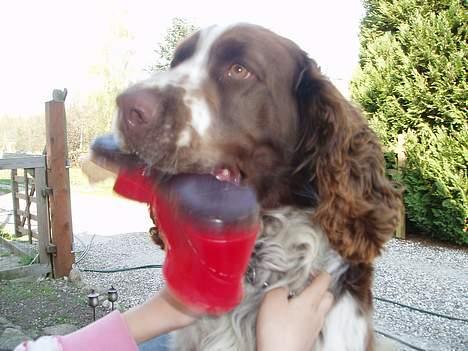 Engelsk springer spaniel oskar billede 1