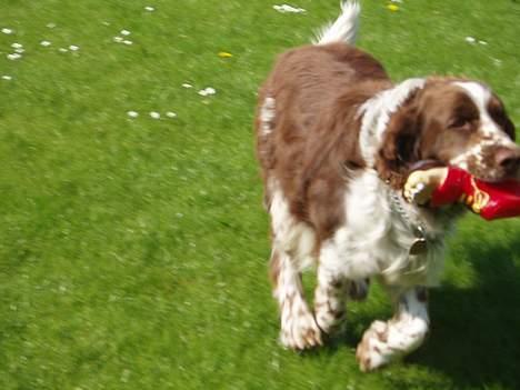Engelsk springer spaniel oskar billede 2
