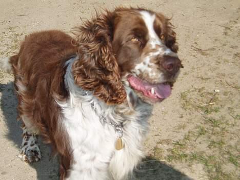 Engelsk springer spaniel oskar billede 3
