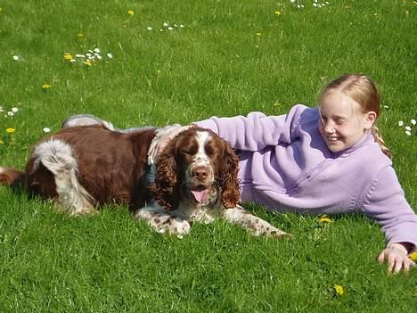 Engelsk springer spaniel oskar billede 4