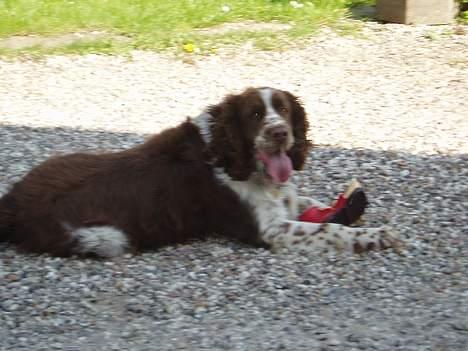 Engelsk springer spaniel oskar billede 5