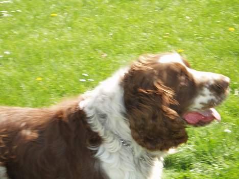Engelsk springer spaniel oskar billede 6