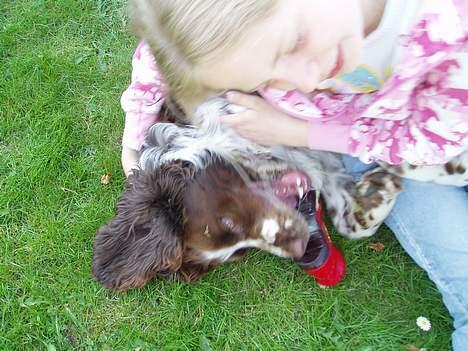 Engelsk springer spaniel oskar billede 7