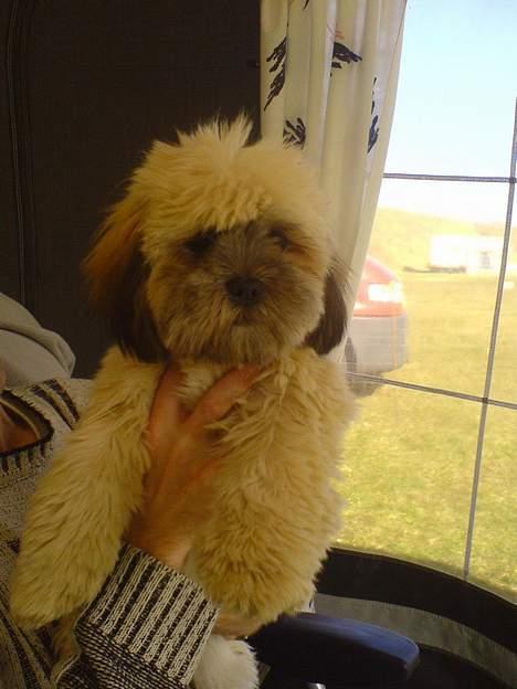 Lhasa apso bonnie.*Død d 14/11 2008* - Bonnies først dag på camping billede 18