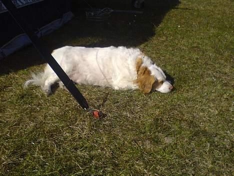 Lhasa apso bonnie.*Død d 14/11 2008* - Bella på camping er desværre blev aflivet den 18 maj billede 19